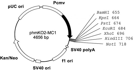 Plasmid map of phmKO2-MC1